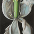 20130321114955-visn_hvidtulip1_50x33_2012_s