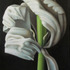 20130321115041-visnhvidtulip2_50x33_2012