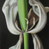 20130321115121-visn_hvidtulip3_50x33_2012_s
