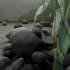 Heckman_008