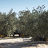 20130323085022-grove_1