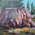 Sequoia