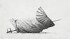 20130326141547-ivanseal_ors-devurth-at-seven-swingerbuffetbit-_2011_1024x576px-620x348
