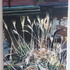 20130327120204-weed