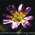 Motive_from_flora_0003-1161201782l