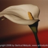 Motive_from_flora_0002-1161125277l