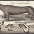 20130328171440-la_loutre_marine_ink_and_watercolor_on_found_print_3