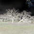 20130328192236-treesoflife2