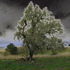 20130328192424-treesoflife4
