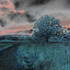 20130328192516-treesoflife5