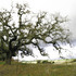 20130328192659-treesoflife7