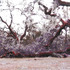 20130328192750-treesoflife8