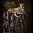 20130328220605-cheetah