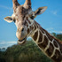 20130328221130-giraffe