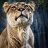 20130328223442-lioness