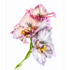 20130329163434-gladiola_in_her_glory