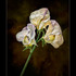 20130329163559-sweet_peas
