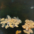 20130329190650-ls-yeti_crab_spawn