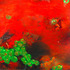 20130329193344-ocean_moths_color_corrected_smaller