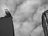 20130330223642-art-photo_nbechtol-01409wb