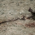 Grider_clip_clip_image001
