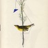 20130401001935-hooded_warbler