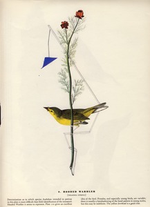 20130401001935-hooded_warbler