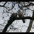 20130401212627-bildschirmfoto_2013-03-26_um_20