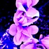 20130403151144-katalina_bath__unearthy_flowers___30_x_40_cm__digital_print___230