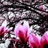 20130403153832-purple_guests-1