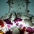 20130404020833-ali_2
