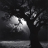 Oakstudy