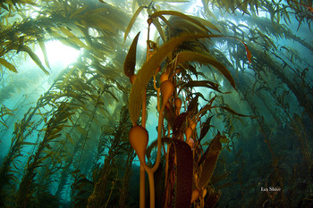 20130404232204-kelp_webready__1_