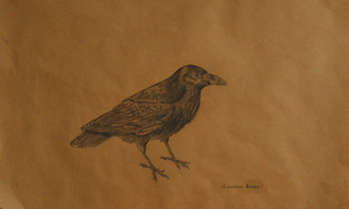 Common Raven,Liz Young