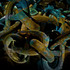 20130407203459-big_rusty_kinked_chain