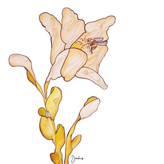 Lily & Bee,Carrie Jardine