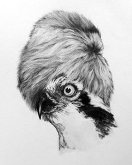 20130412165057-pandion_haliaetus_1