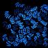 20130413023123-chartier_bluecoralfragment_jqc124_e1