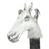 20130413200701-tanmaya_bingham_almost_animal_16_2013_graphite_pencil_on_paper_3x3in_7