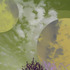 20130413215935-moon_green2