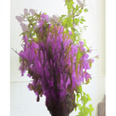 20130413220126-slurry_lilacs_2013_0162