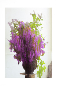 20130413220126-slurry_lilacs_2013_0162