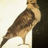 20130414141308-edited_hawk