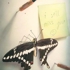 Pitsker_miss