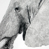 20130415184011-obama_the_elephant_kathryn_hansen-001