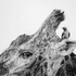 20130415184256-a_little_birdie_told_me_kathryn_hansen-001