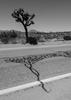 20130418215314-ger_ger__joshua_tree_image
