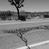 20130418215314-ger_ger__joshua_tree_image
