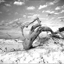 20130425154517-monroe1_lores