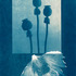 20130425234602-papaver_w_petal